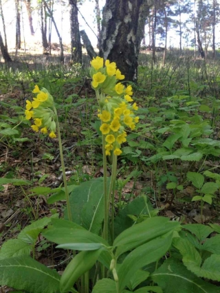 ��� "���������" �������� ������� ���� "��������� ����"