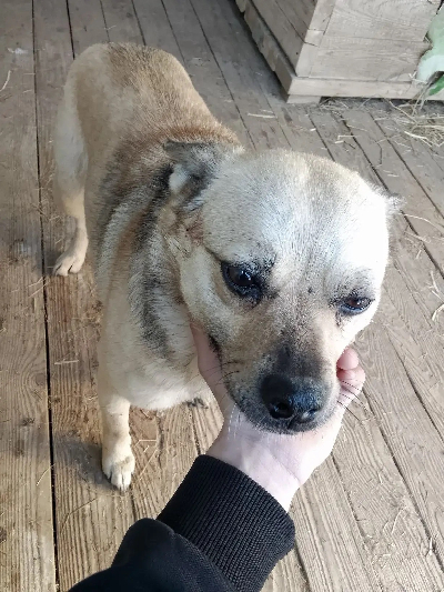 ������ ������