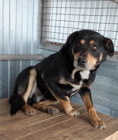 ������ ���