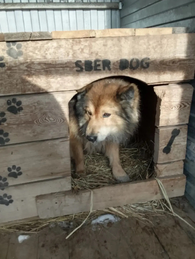 ������ ������