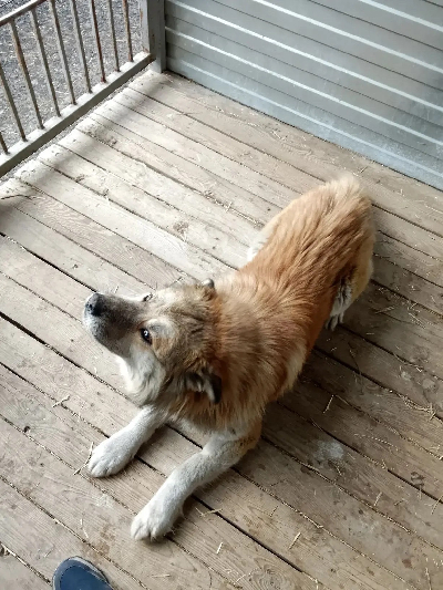 ������ ����