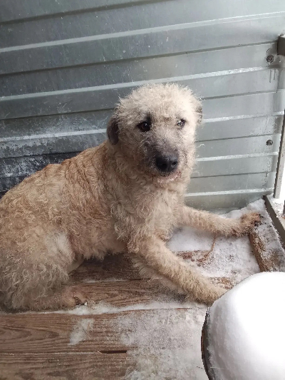 ������ ����