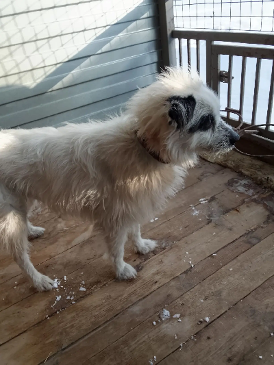 ������ ���