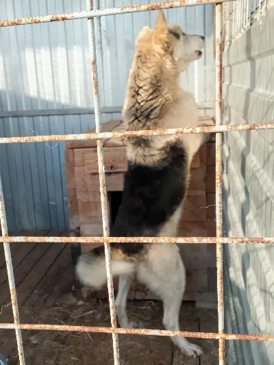 ������ ���